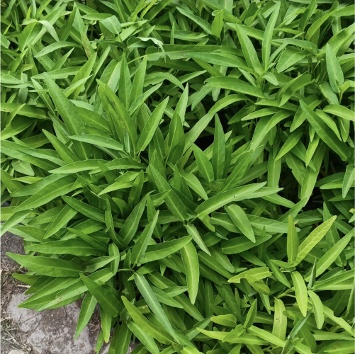 Bibit Kangkung